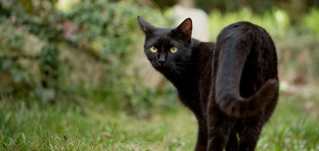 Чорний кіт може приносити добро