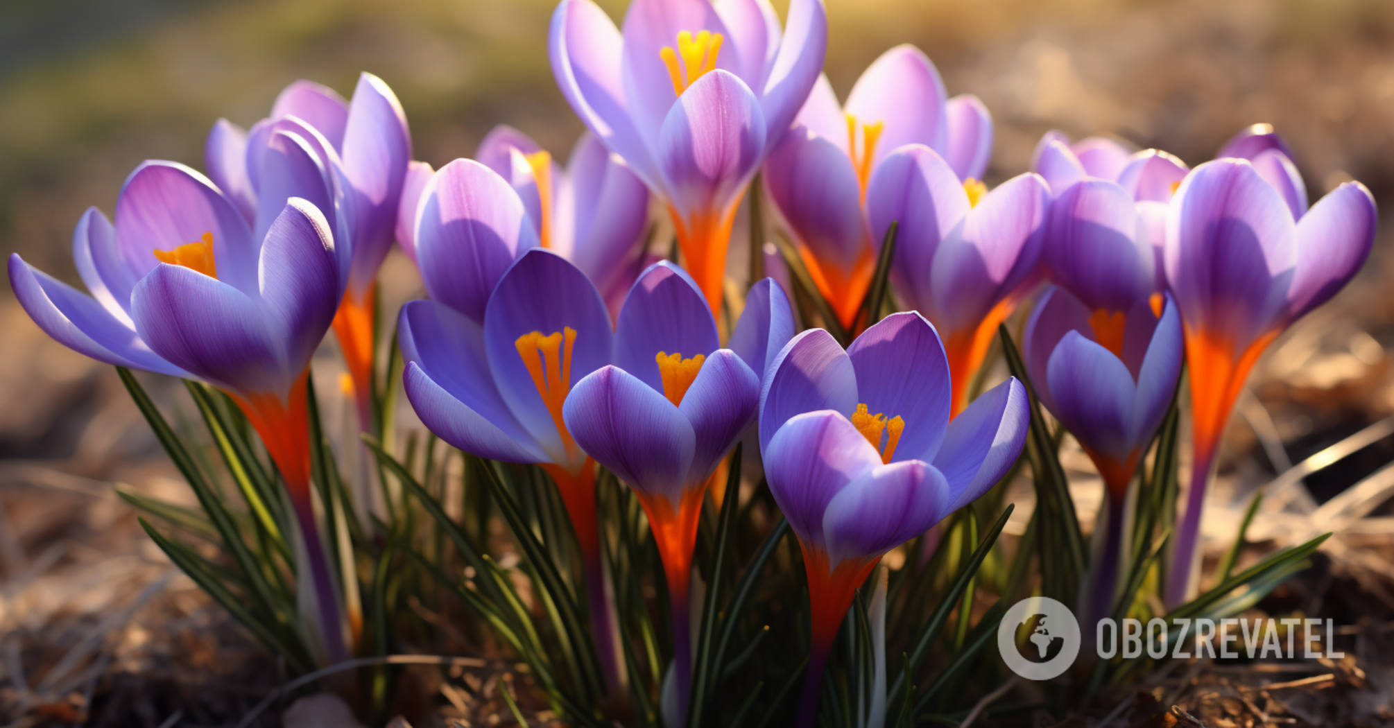 Plant out as early as October: four cold-hardy flowers for a bright autumn bloom