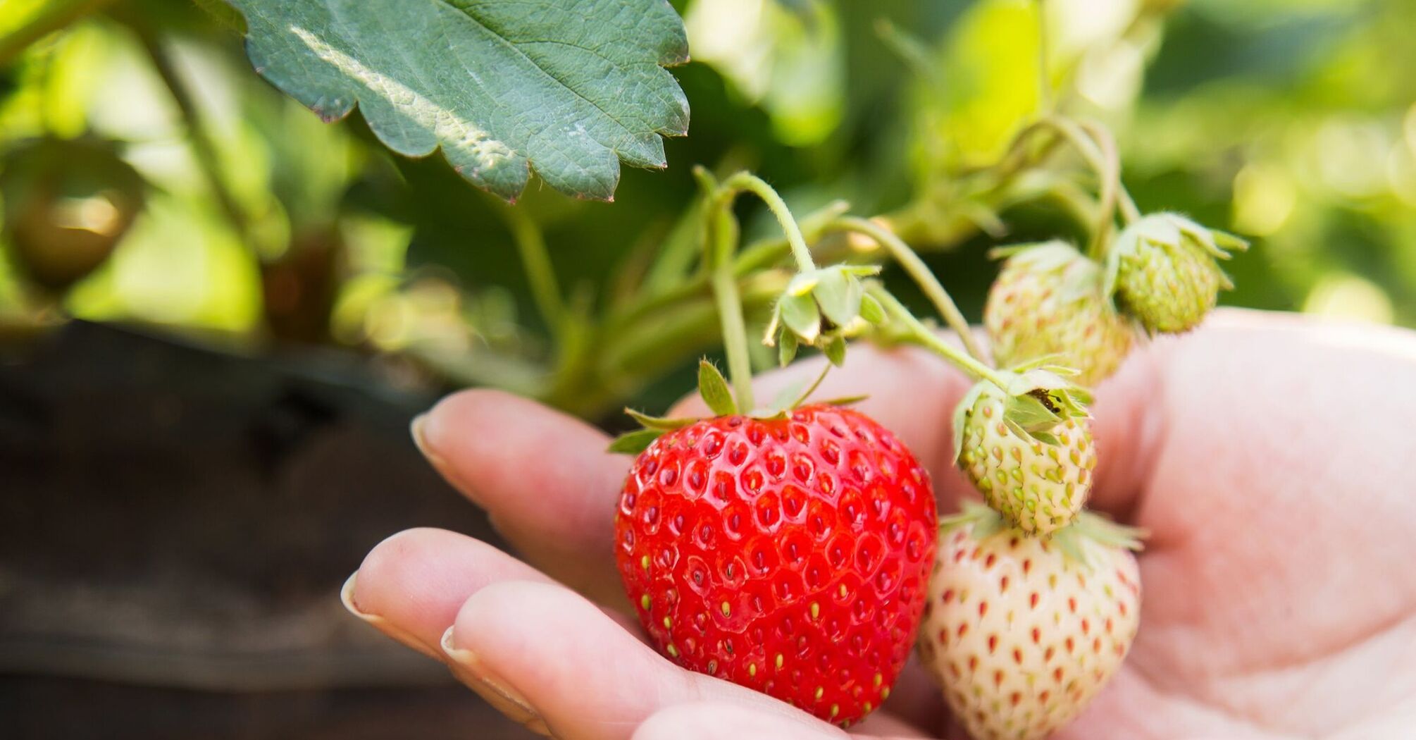 Як доглядати за полуницею