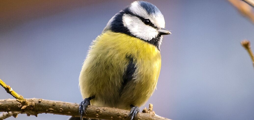 Прикмети та вірування про синиці