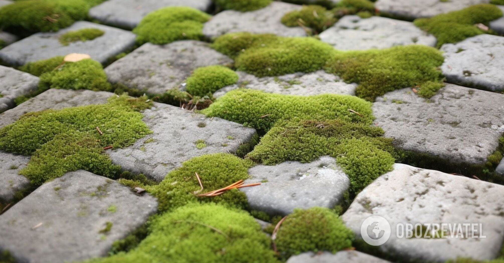 How to get rid of moss on pavement: effective methods
