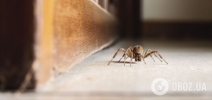 How to protect your home from spiders and ants without chemicals: a cost-effective barrier method