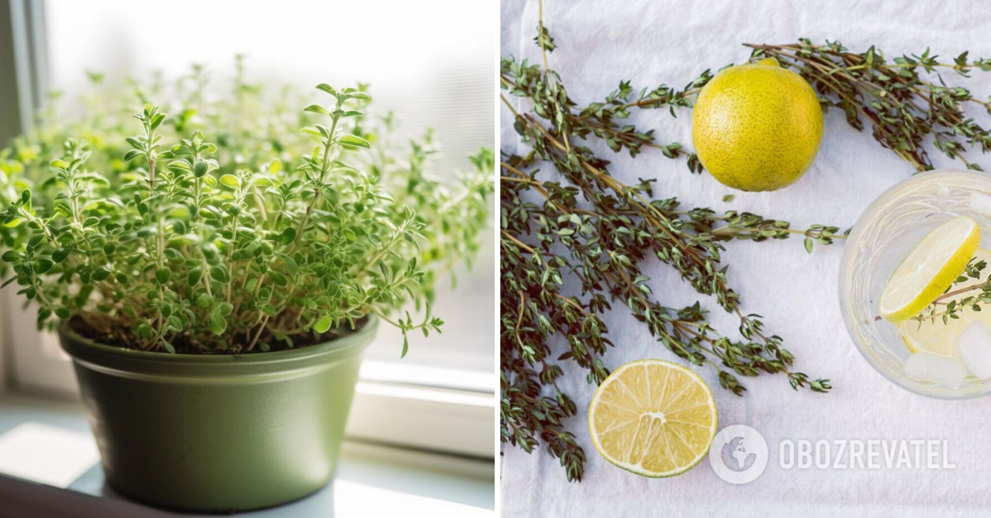 Window herb garden: how to grow fragrant rosemary at home