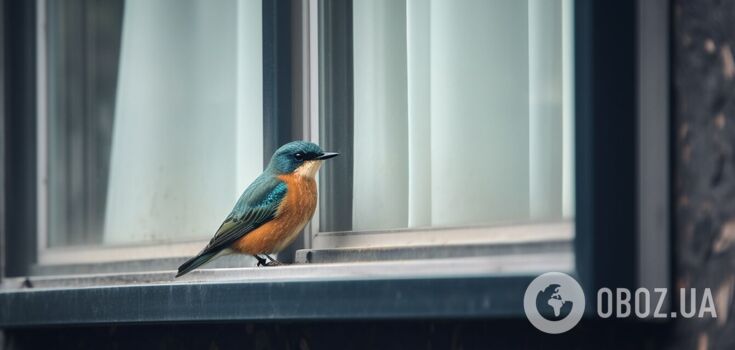 What does it mean if a bird pecked at the window: the essence of the omen