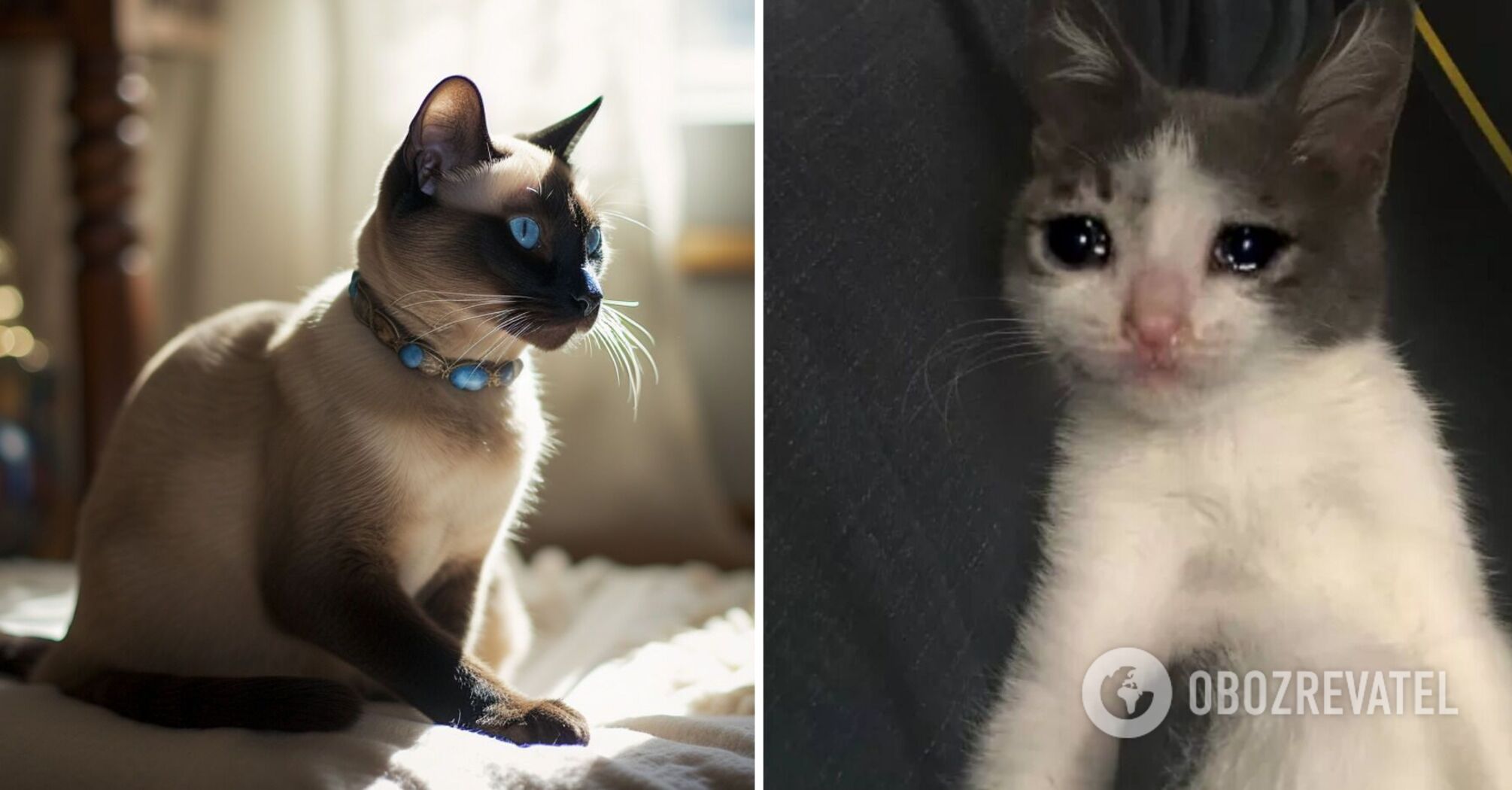 Can cats cry: how to recognize if an animal is sad