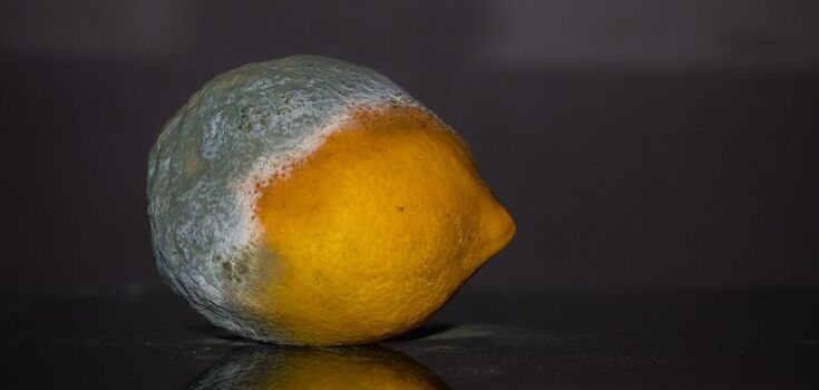What different colors of mold at home mean: which fungus is toxic