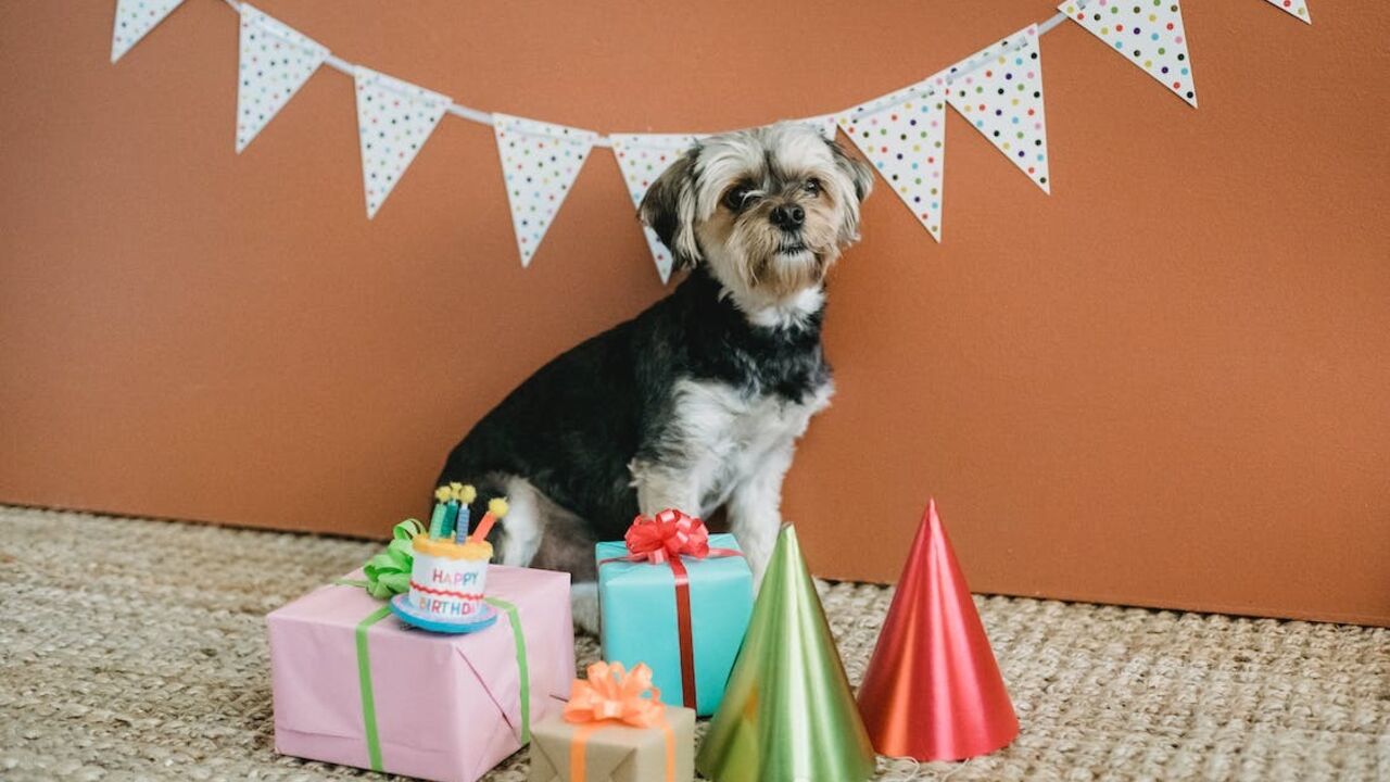 What affects a dog's lifespan: scientists reveal the secret
