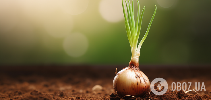 Grows much better: how to plant onions using "lazy" Chinese technology