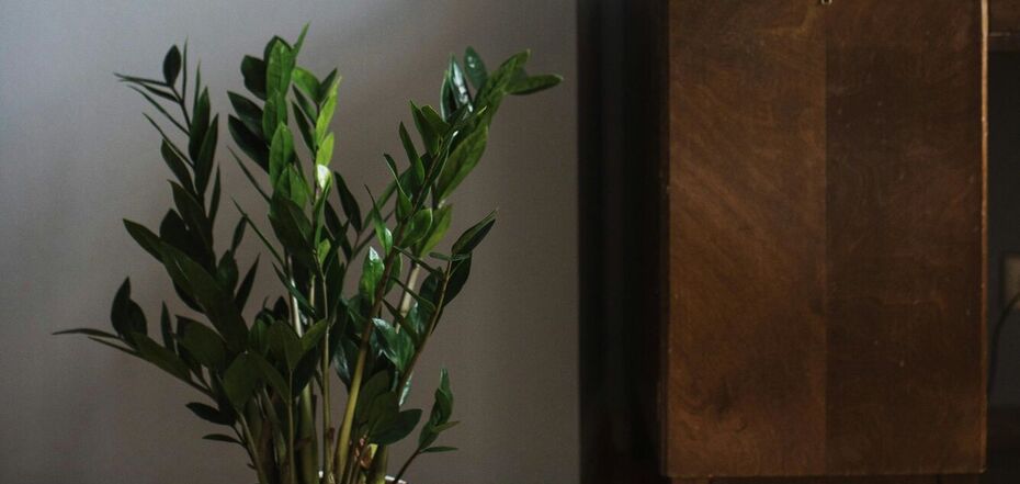 Две самые распространенные причины распада стрелок замиокулькуса