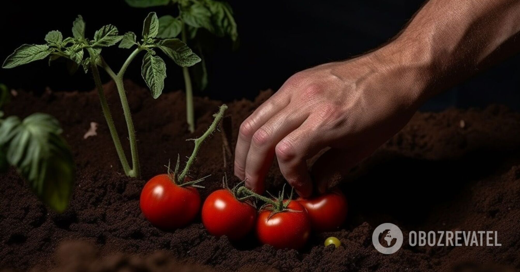 How to sow winter tomatoes to get an early harvest