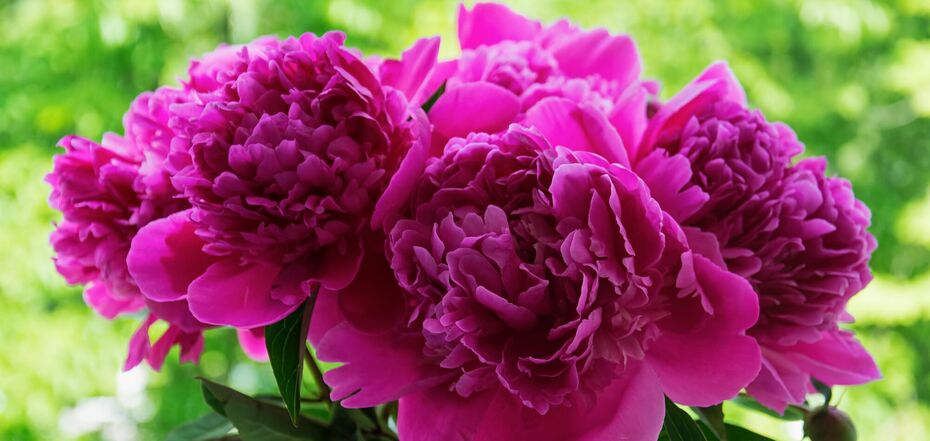 Советы садоводов