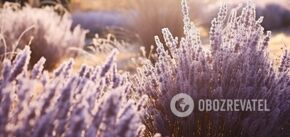 How to save lavender from winter frost: tips for gardening