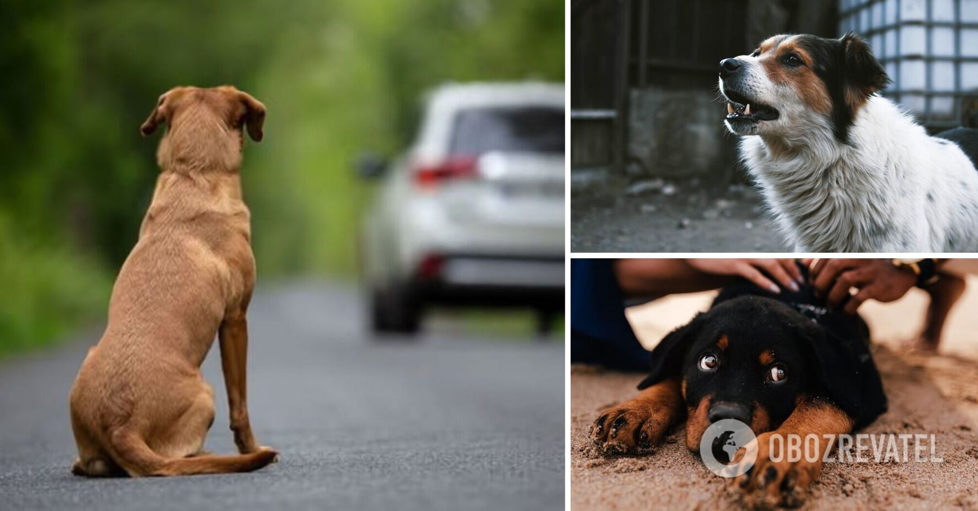 Why do dogs bark at cars: the most common reasons