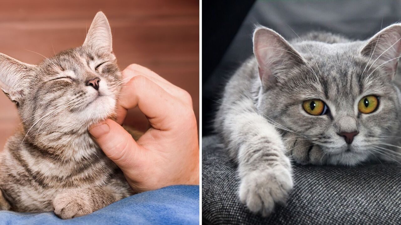 How to find a common language with a cat: two clever ways