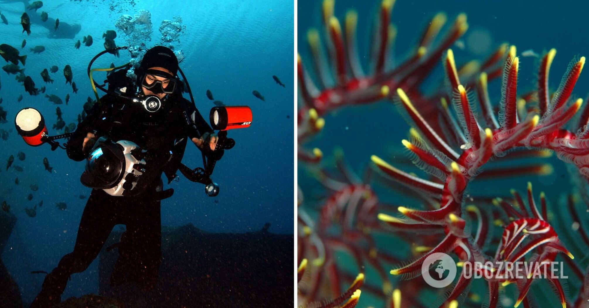 The best diving destinations where you can see endangered marine life