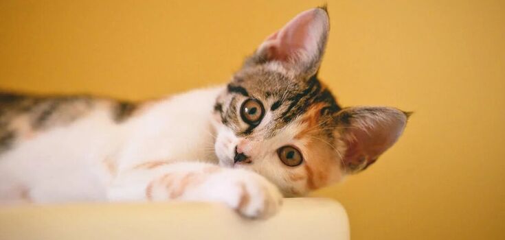 Why do cats arch their backs: reasons you didn't know