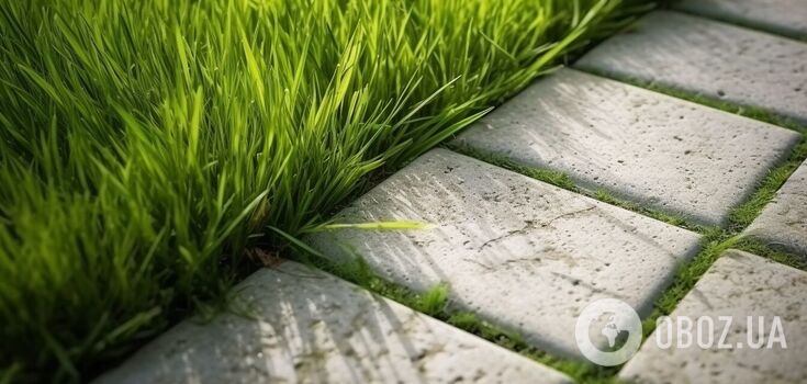 How to get rid of weeds between the patio tiles: the perfect method has been named