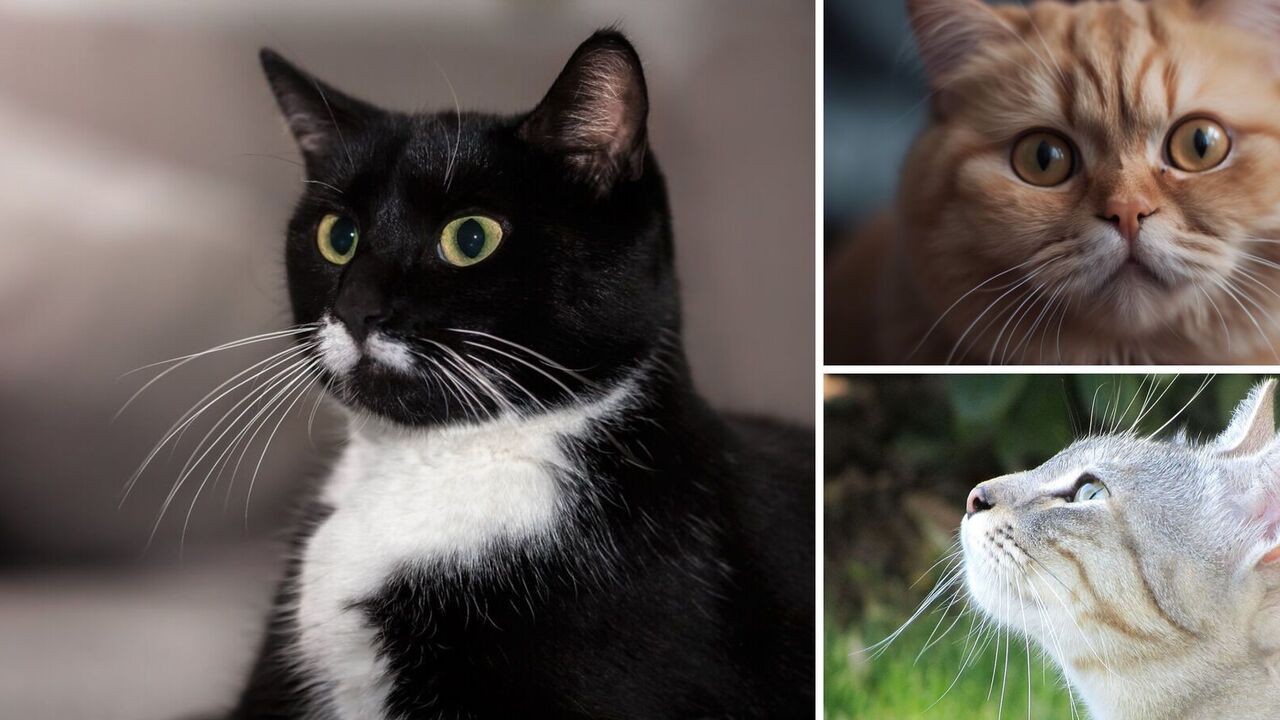 Why cats can experience stress through their whiskers and whether they can grow not only on the face: interesting facts
