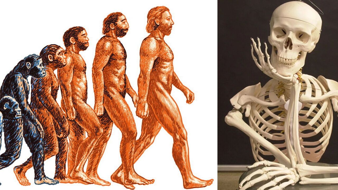 What would happen to the body if people had no bones: scientists stunned by conclusion