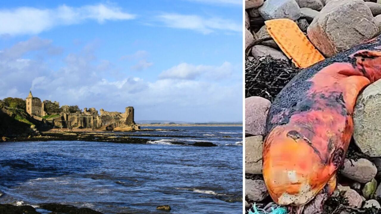 Creepy orange creature washed up on Britain's coast, leaving experts puzzled