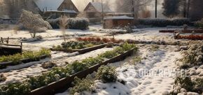 Które warzywa i zioła można pozostawić w ogrodzie na zimę: tolerują mróz bez żadnych problemów