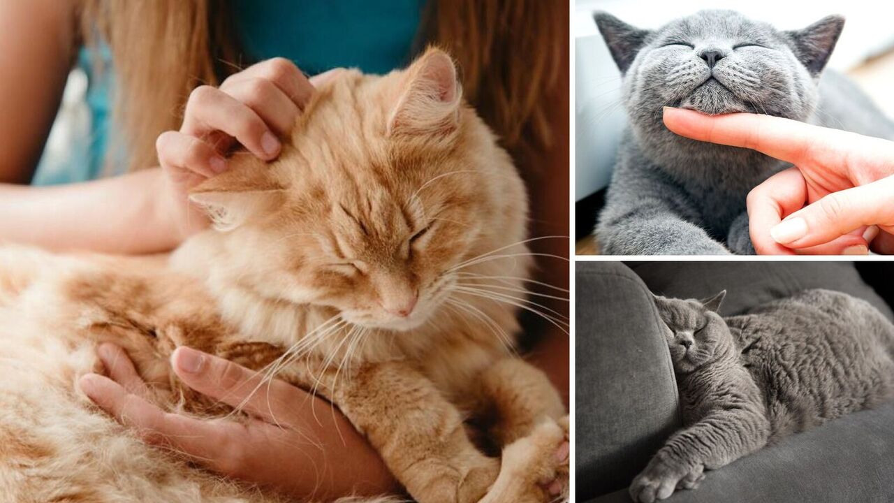 When cats feel happy: how to please your pet