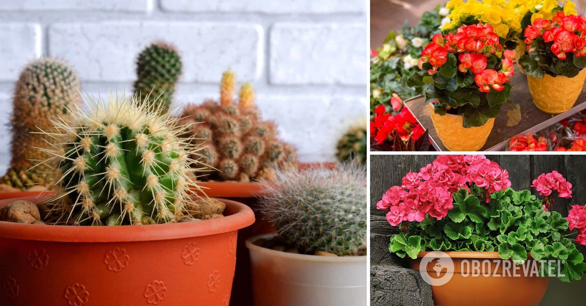 Indoor plants that shield against negativity: act as "lightning rods"