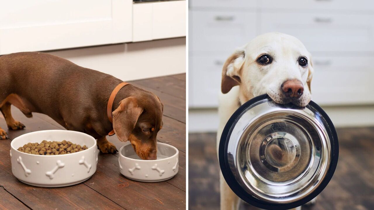 Do I need to wash my dog's bowl every day: the answer of dog trainers