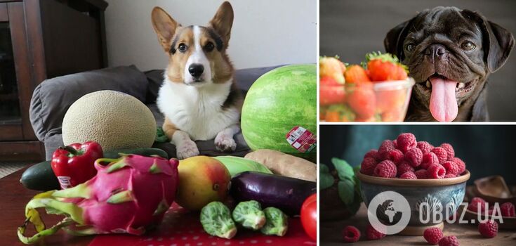 What fruits can be given to dogs: a surprising list