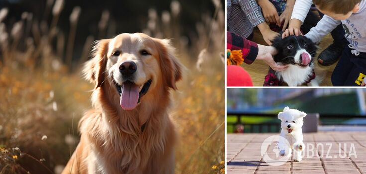 Never take offense: which dog breeds are the kindest