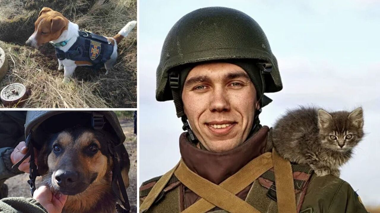 6 animals that became heroes of the war in Ukraine. Photo