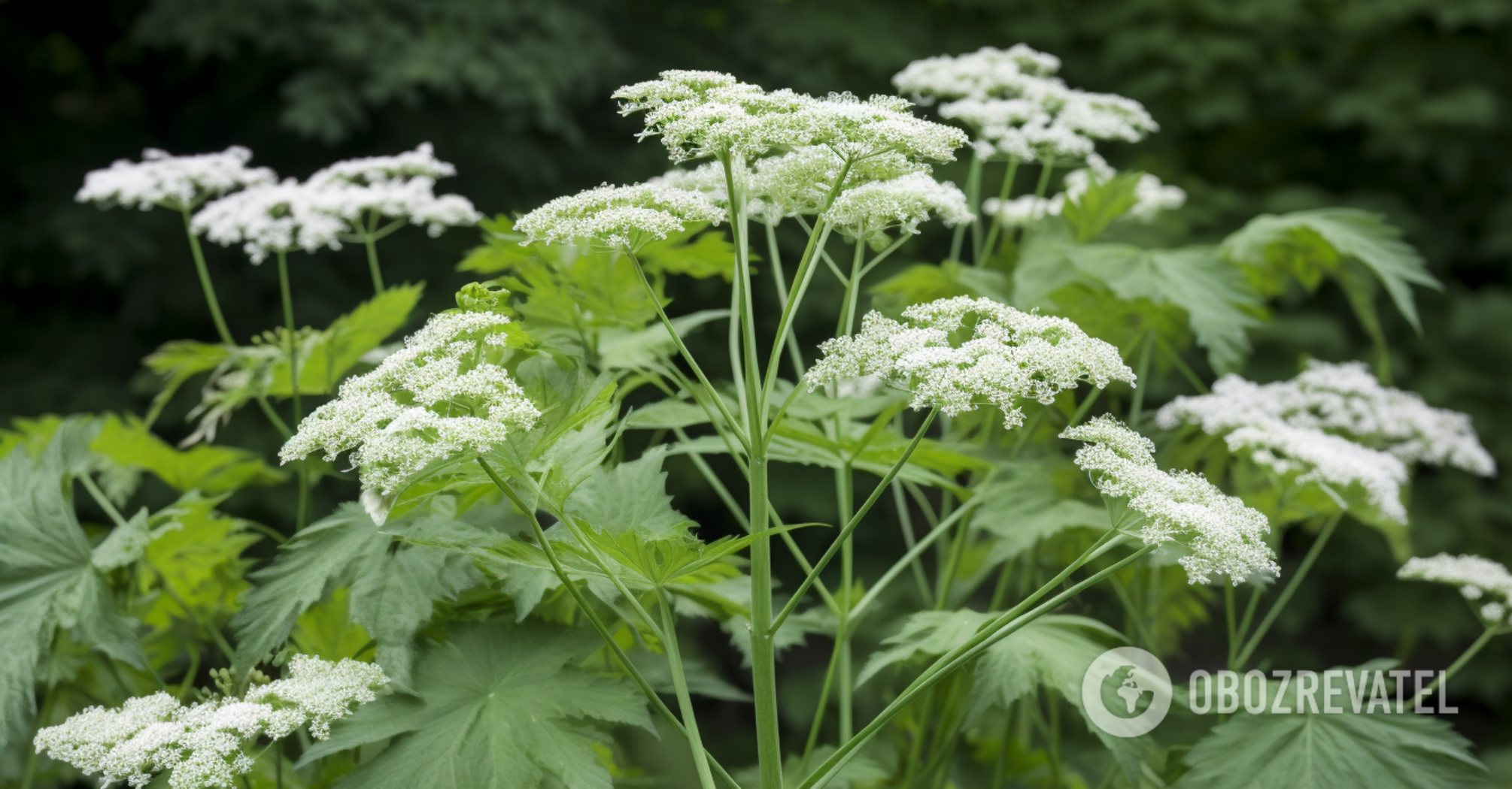Leaves scars for life: what hogweed looks like and what to do if you have already touched the poisonous plant