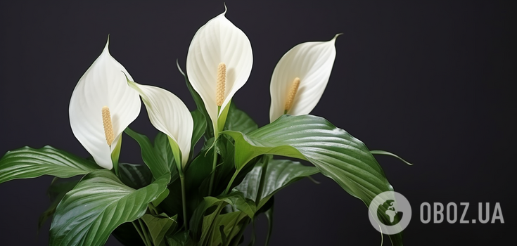 So that it does not die: the ideal place for spathiphyllum in winter is named