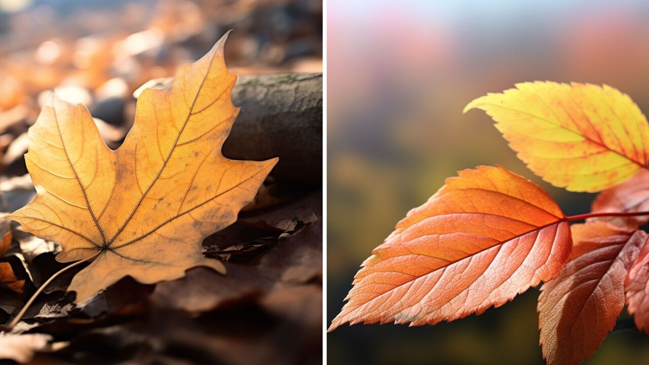 Why leaves change color in autumn: a simple explanation that few people know
