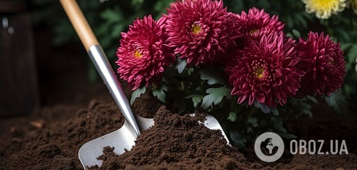 How to grow lush chrysanthemums in pots: tips