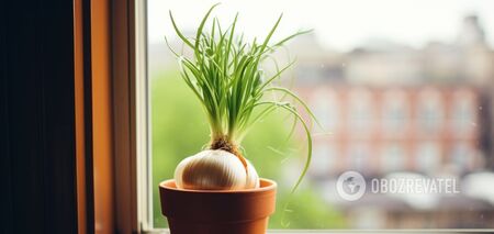 How to grow onions on a window without soil: an affordable way