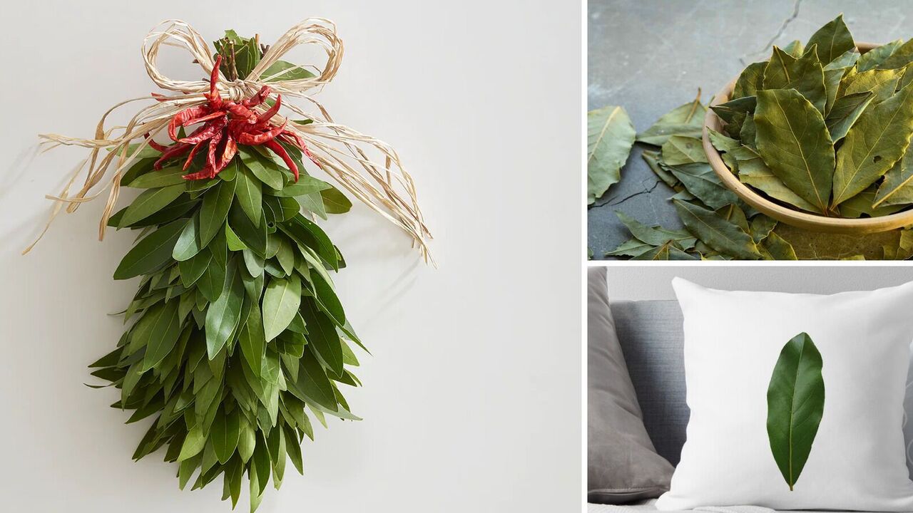 Why bay leaves are hung on the front door and placed under the doormat: you will be surprised