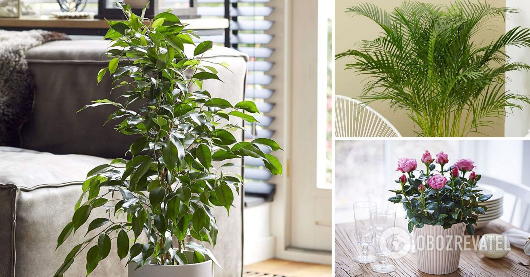 Palm and rose bring loneliness: what indoor flowers should not be put in the bedroom
