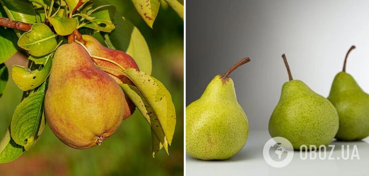 Pear harvest will triple: how to prune trees before winter