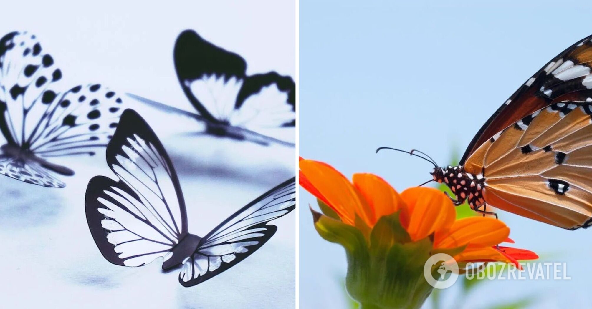 Spot the Three Differences: a puzzle that will test your attention span