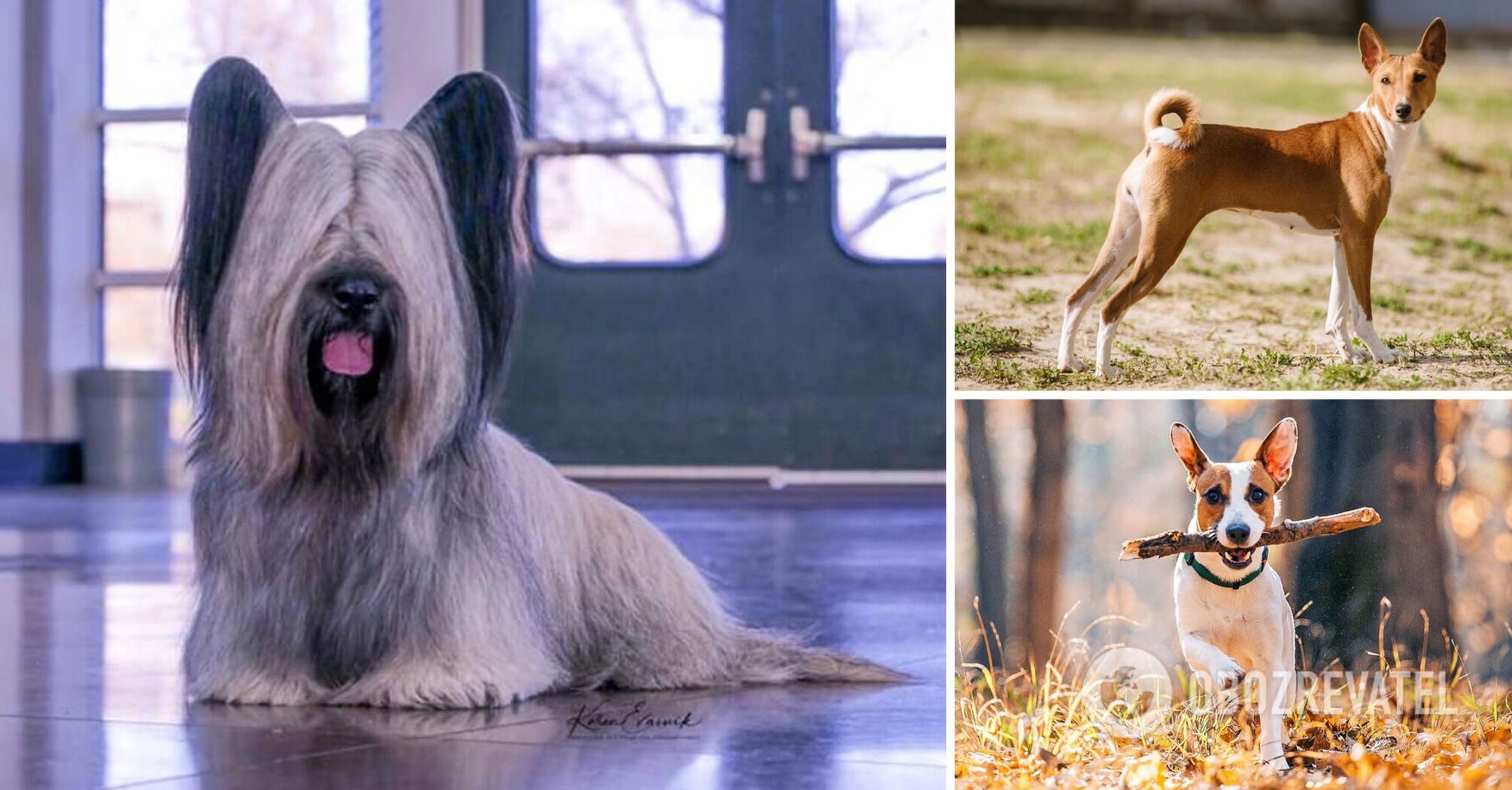 From shepherd to husky: which dog suits each zodiac sign