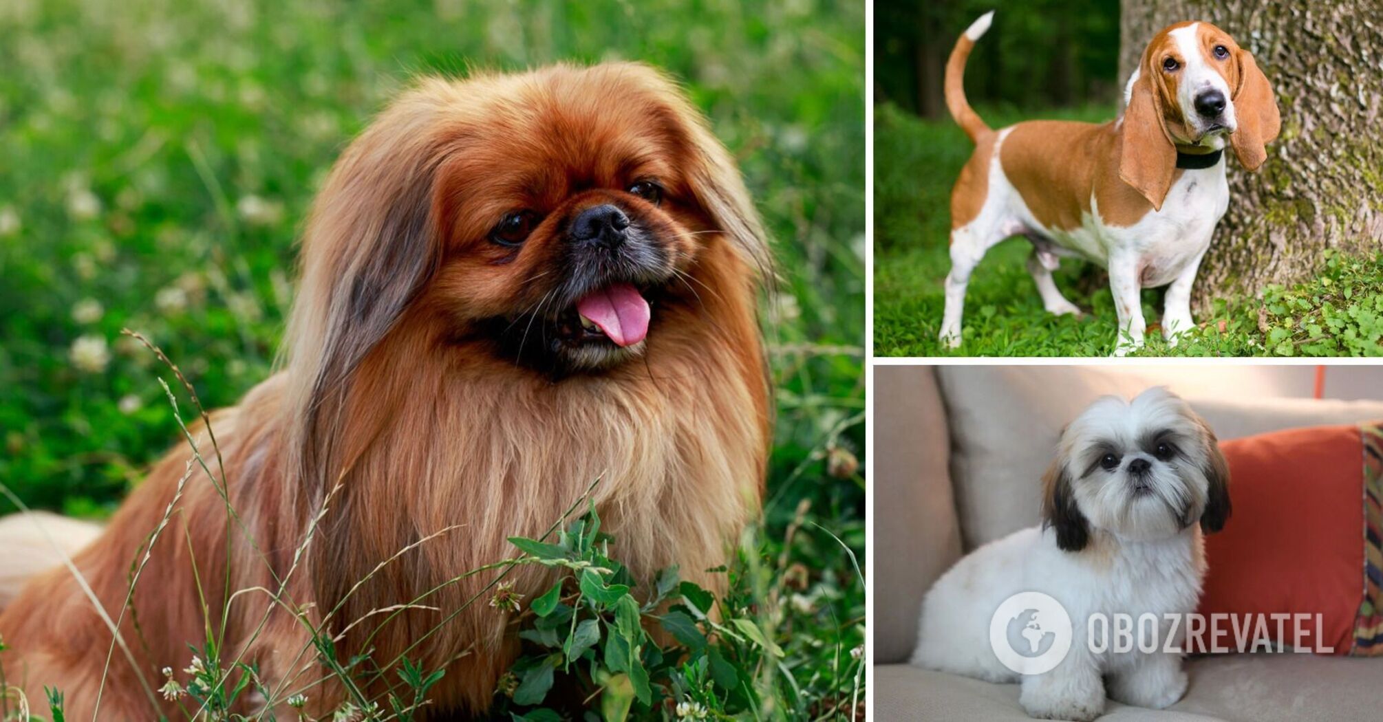 Well-suited for families: the calmest dog breeds