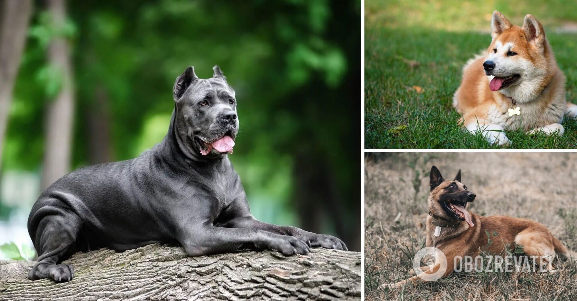 The best guardians: which dog breeds are suitable for protection