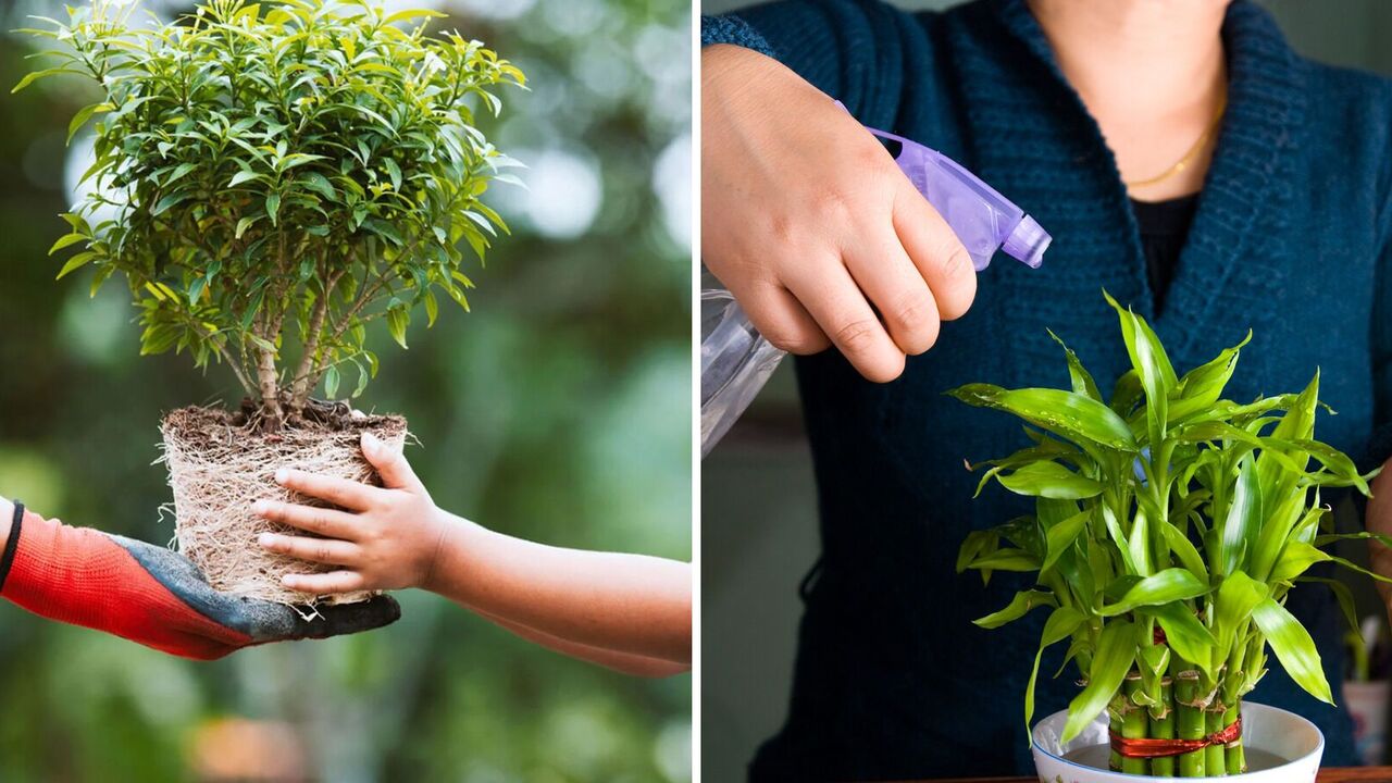 Why you shouldn't give flowers in pots: omens you didn't know about