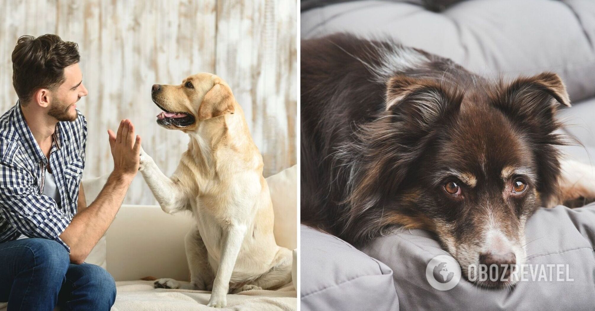 How to teach a dog to talk: an instruction that will surprise you