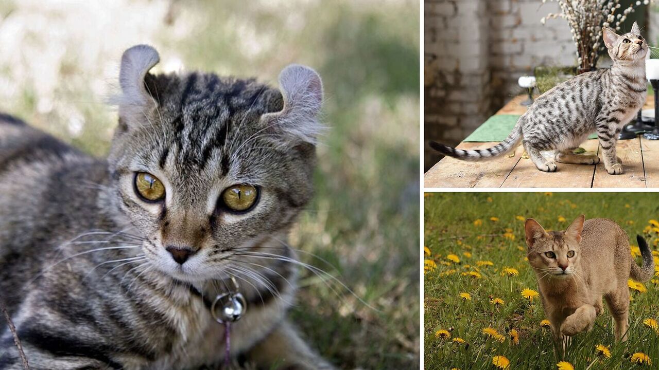 What are the largest cat breeds that are suitable only for a house