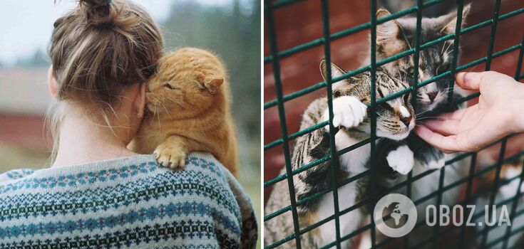 How long do cats remember their owners: what they think about people