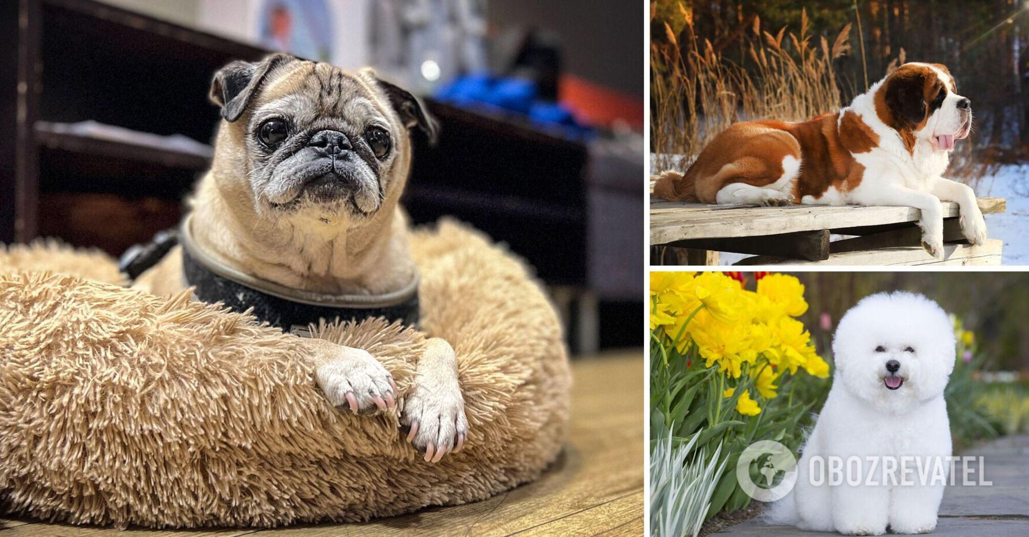 Dislike walking: dog breeds suitable for lazy owners