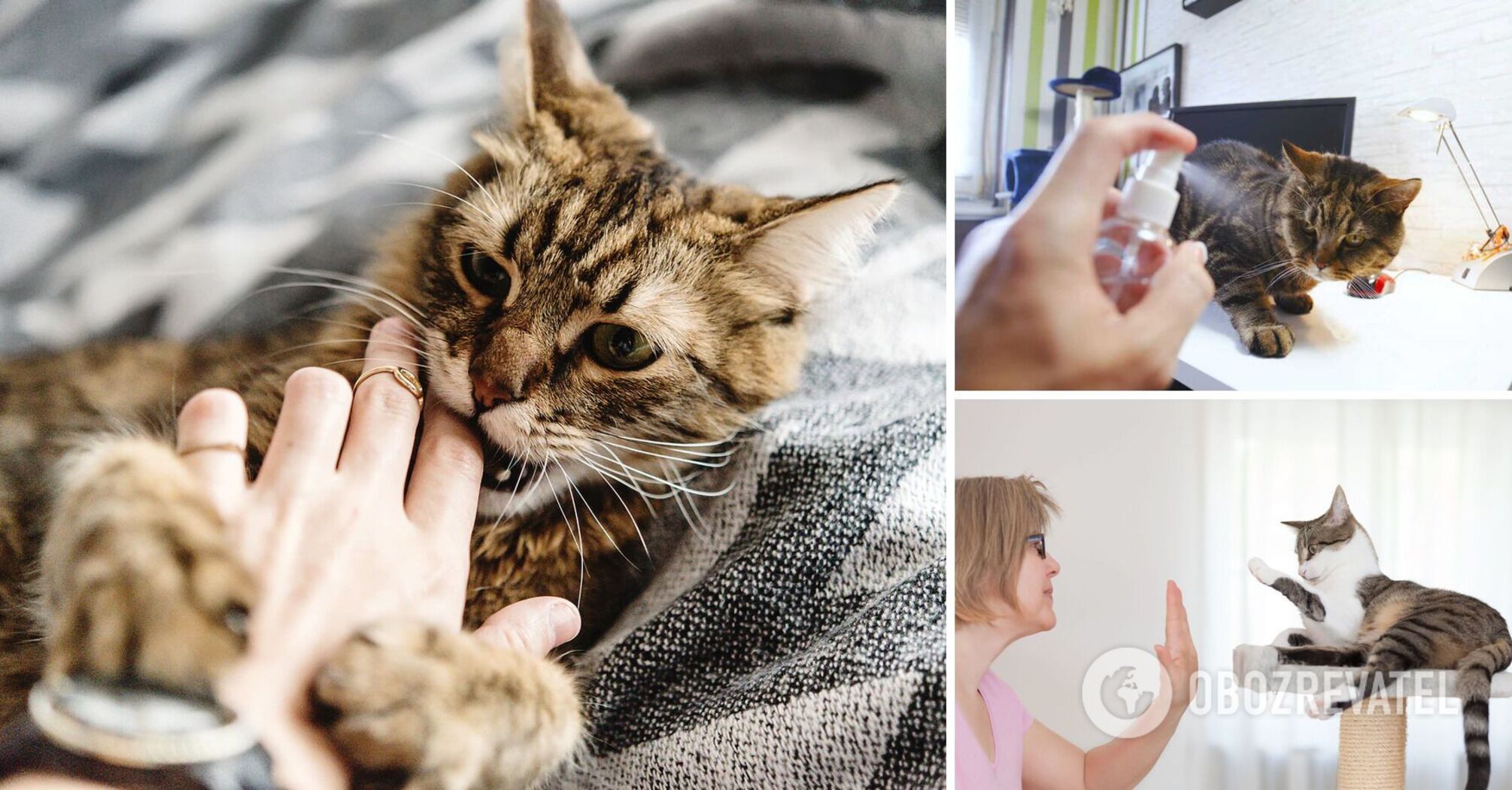 How not to punish cats: it will cause new problems with the pet