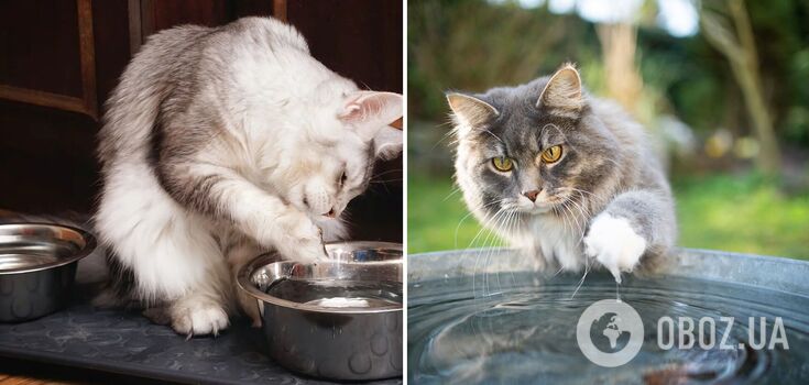 Why does a cat touch water with its paws before drinking: there are four reasons